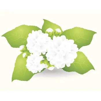 Fresh Jasmine Flowers